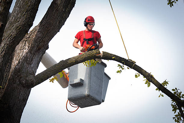 Best Arborist Consultation Services  in Winnfield, LA